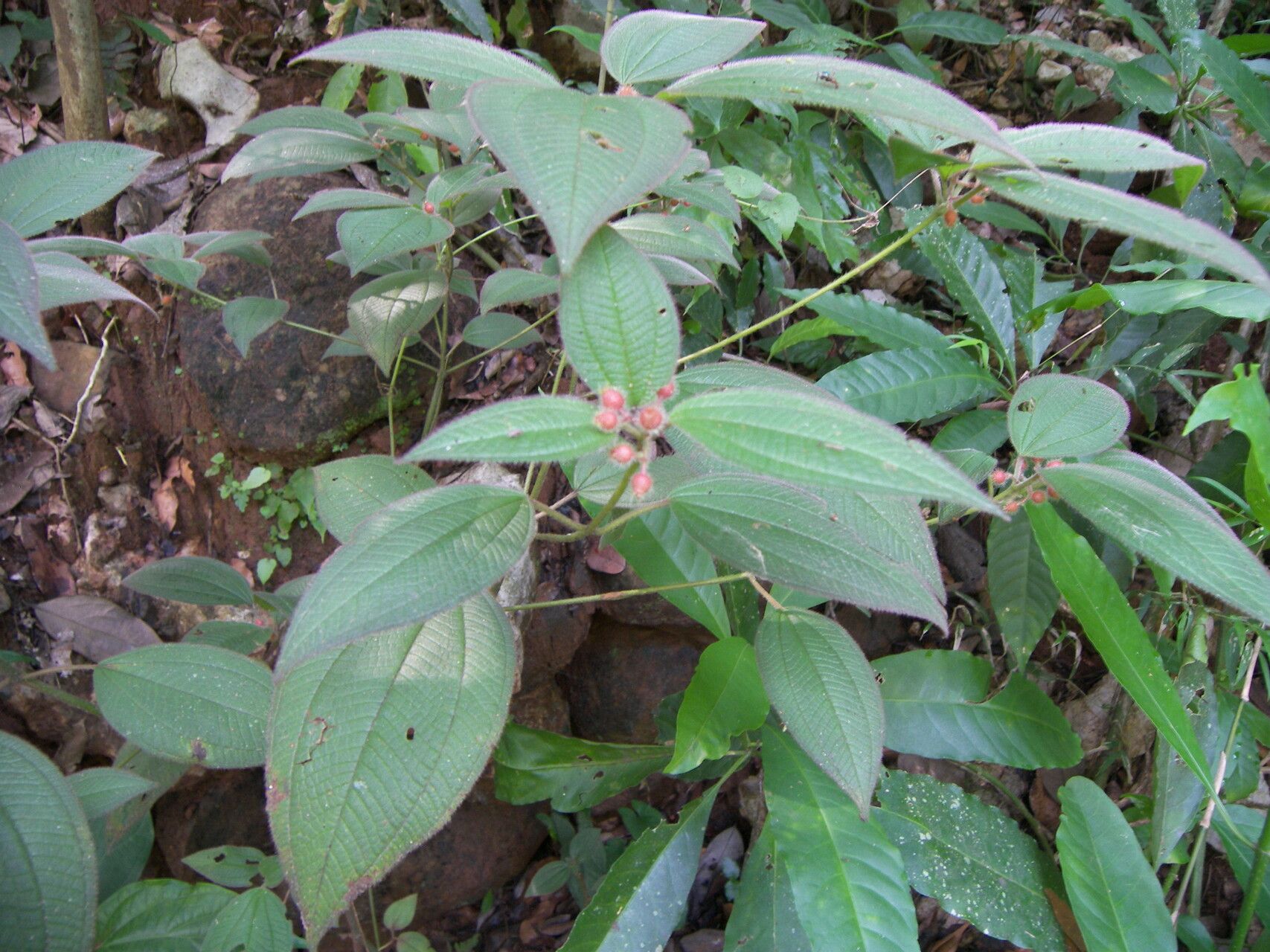 Miconia petiolaris — houseplant care guide