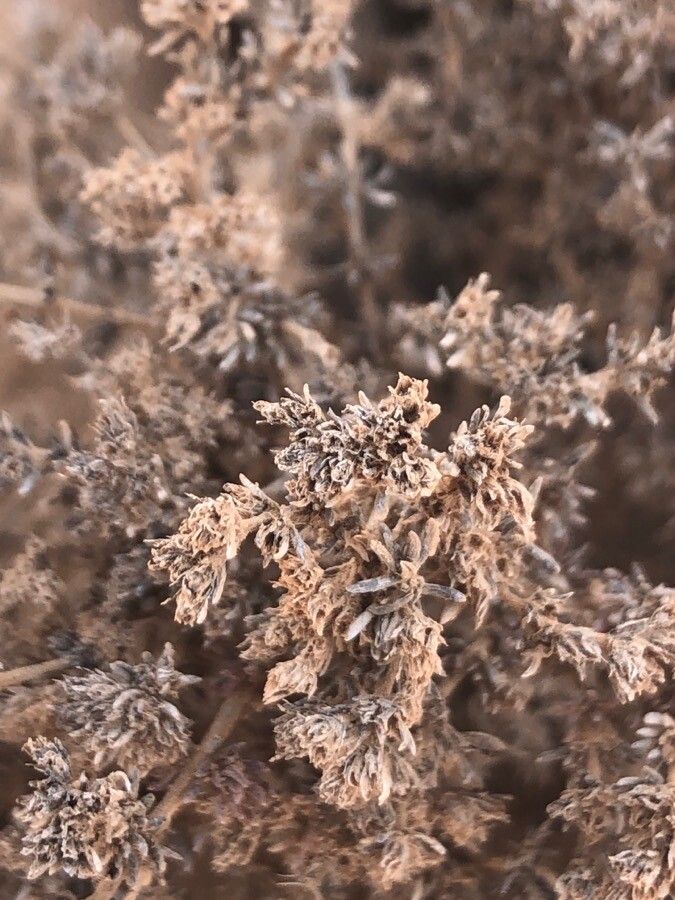 Frankenia pulverulenta leaf