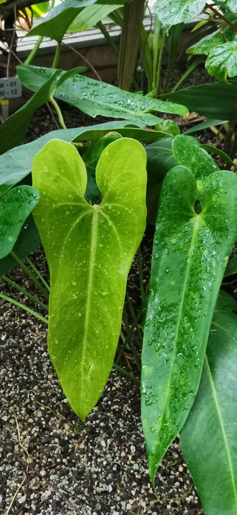 Anthurium verapazense habit