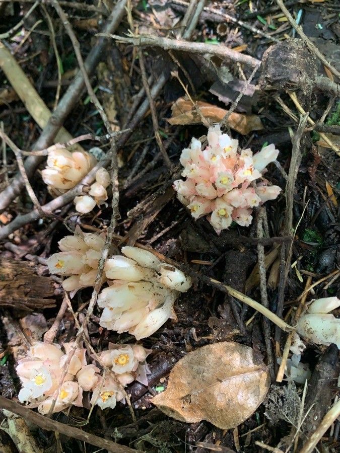 Hemitomes congestum flower