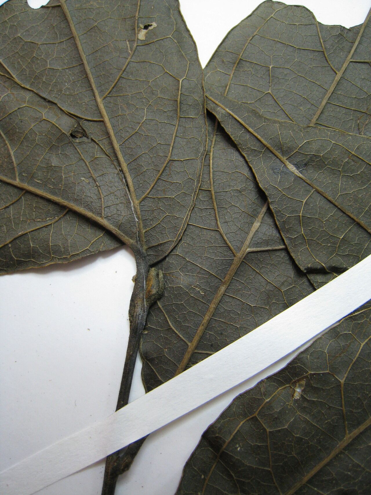 Rhodostemonodaphne morii other