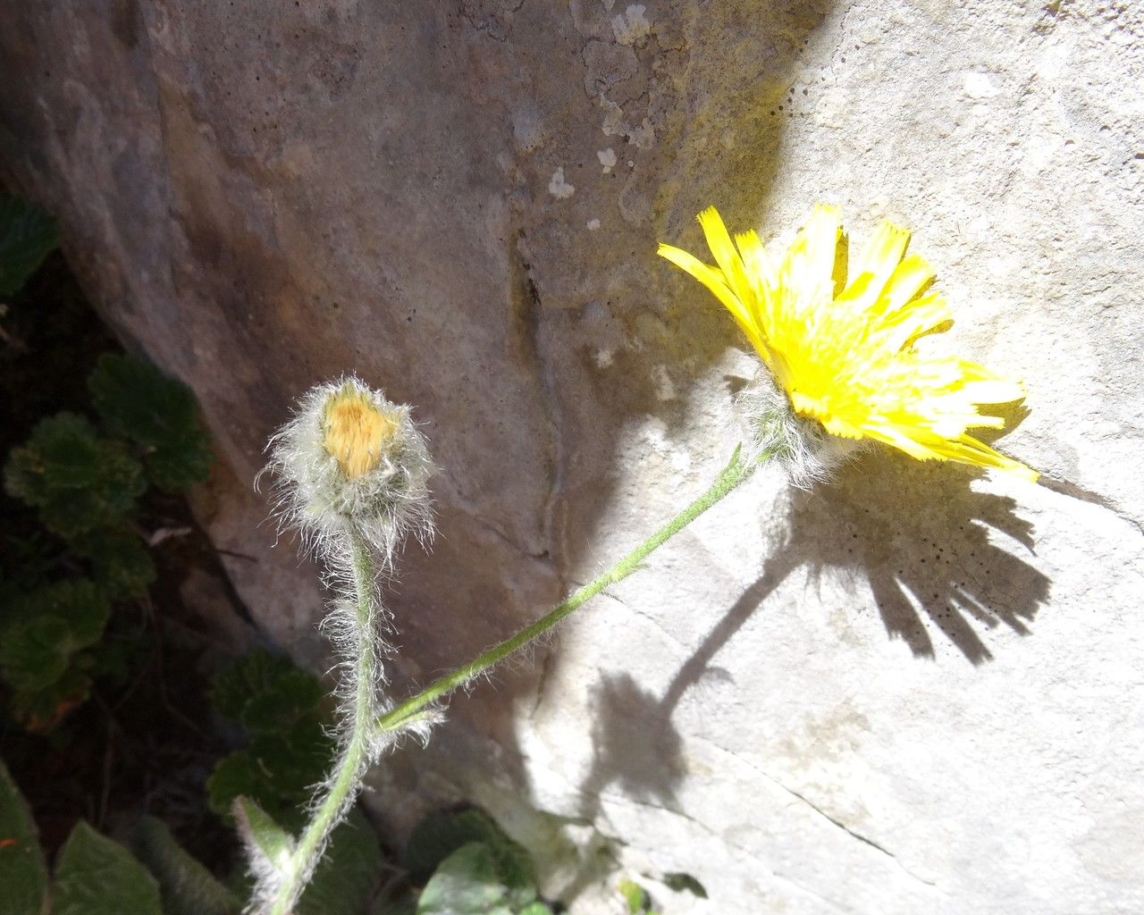 Hieracium villosum flower