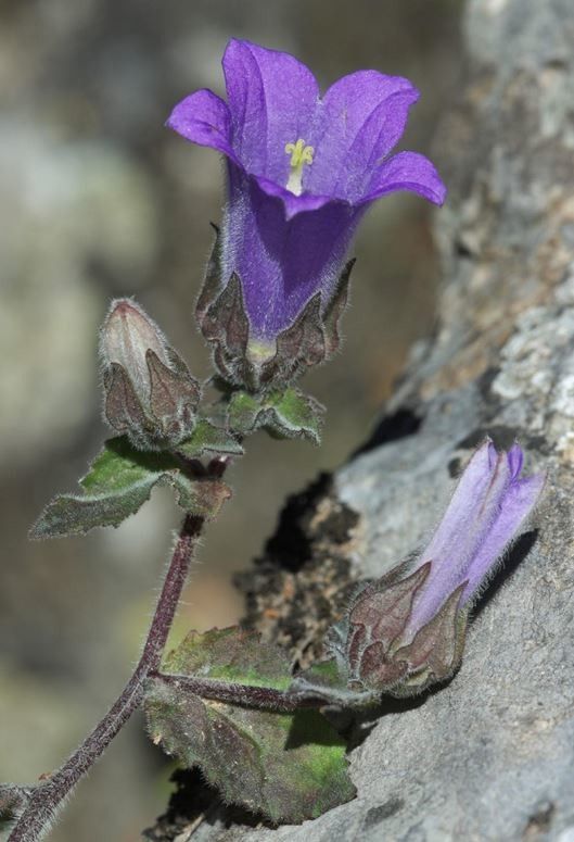 Campanula tubulosa — houseplant care guide