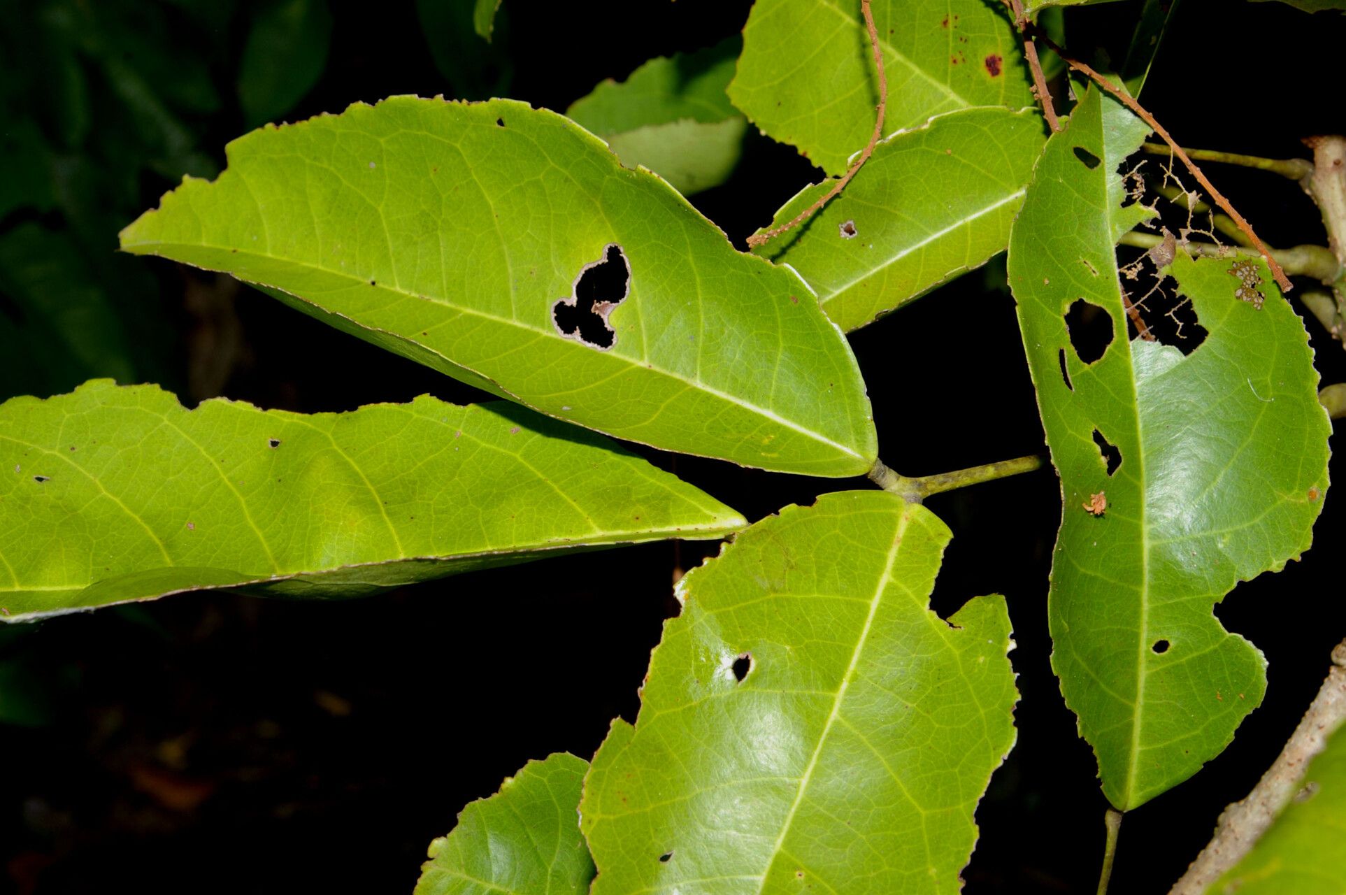 Connarus lentiginosus — houseplant care guide