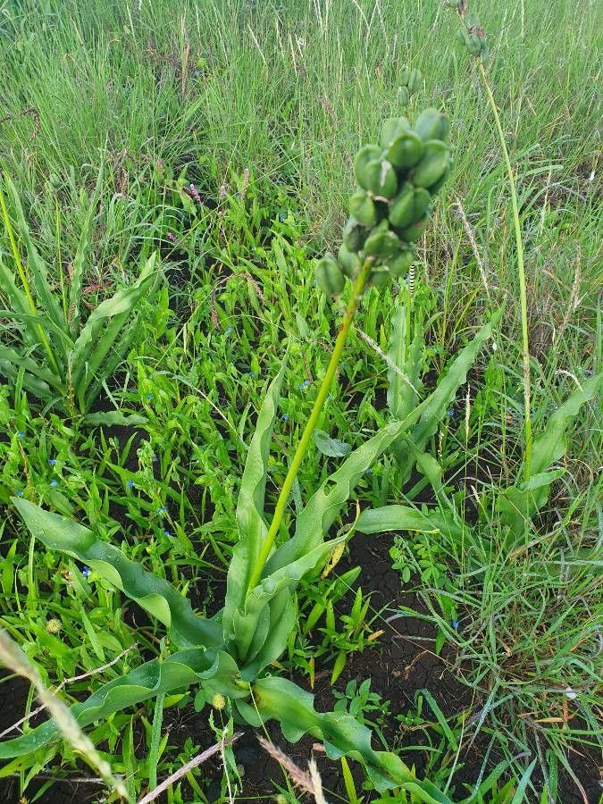 Chlorophytum somaliense fruit