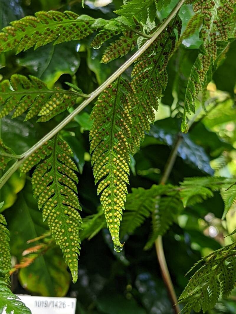 Parapolystichum effusum fruit
