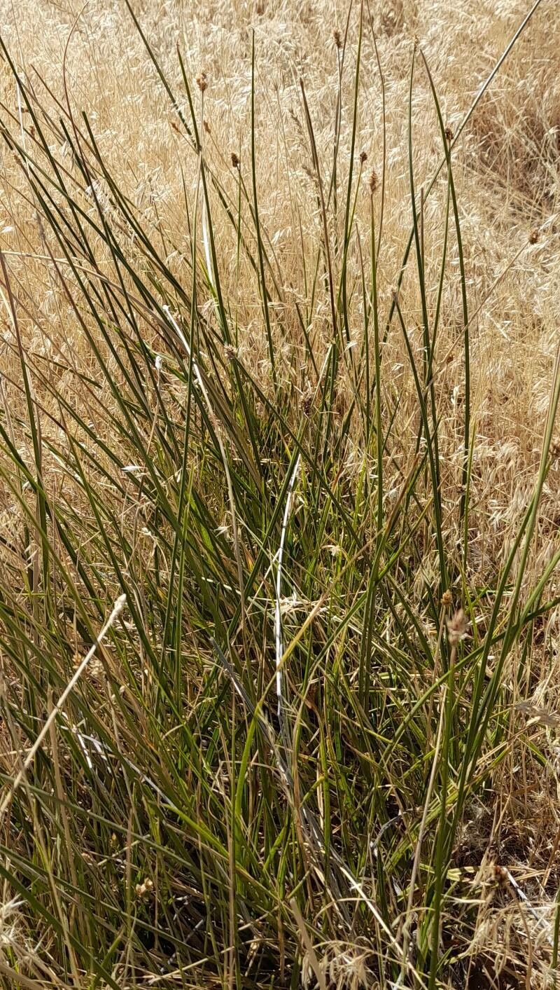 Carex firmicaulis habit