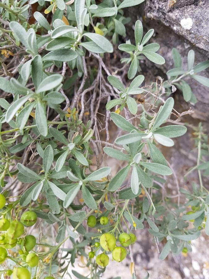 Hormathophylla saxigena — houseplant care guide