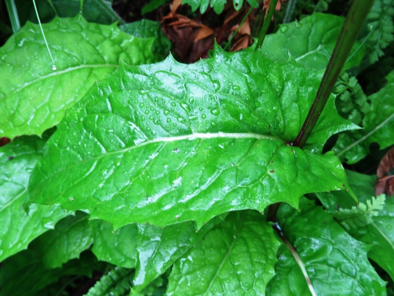 Hieracium neocerinthe leaf