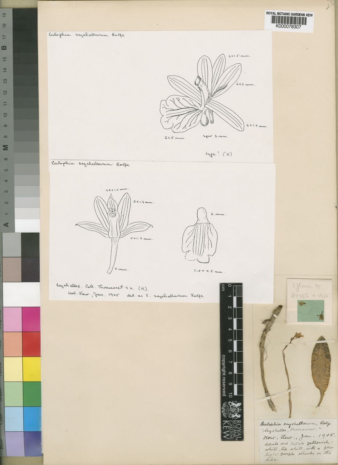 Eulophia seychellarum — houseplant care guide
