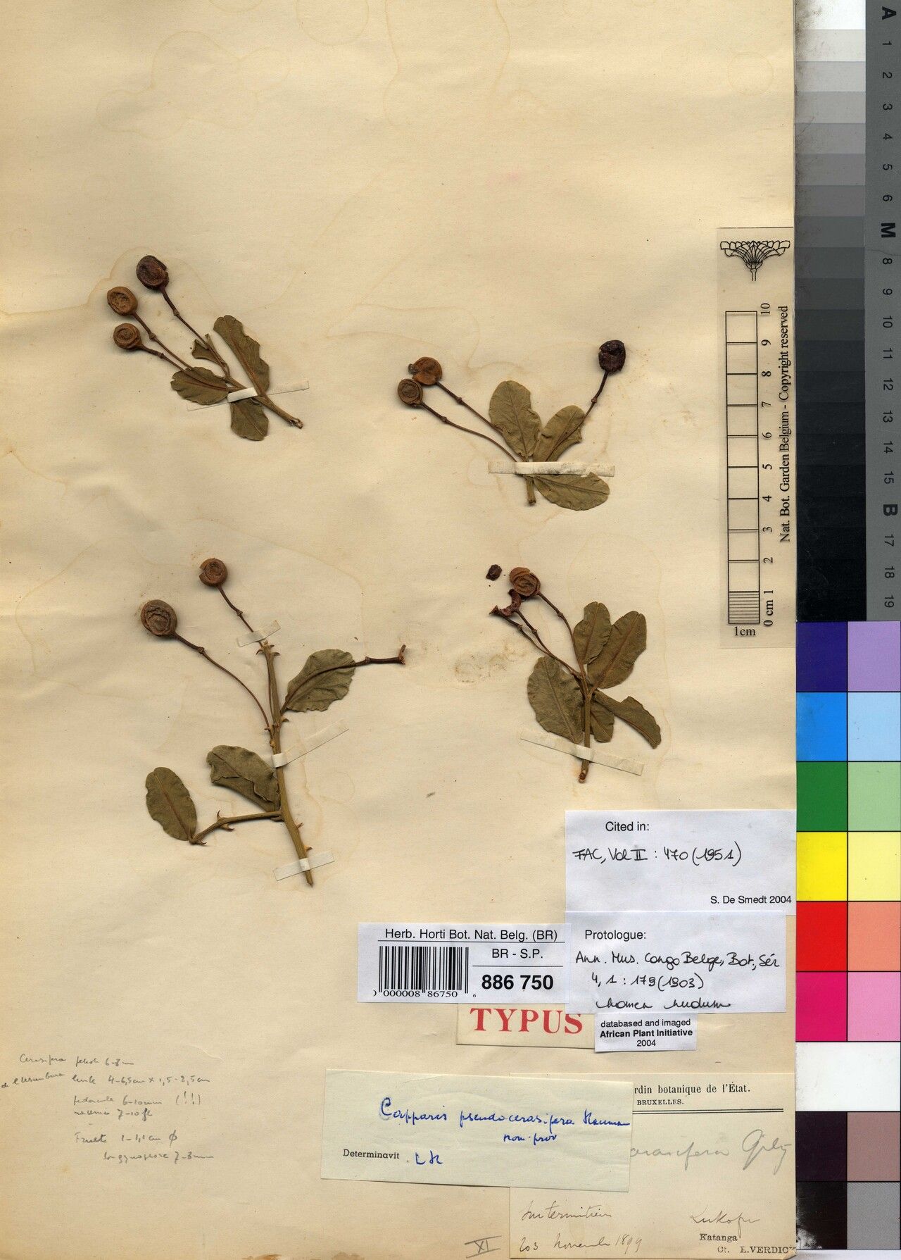 Capparis pseudocerasifera — search result for 'Capparis'