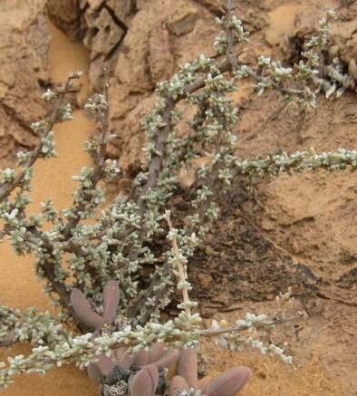 Caroxylon aphyllum habit
