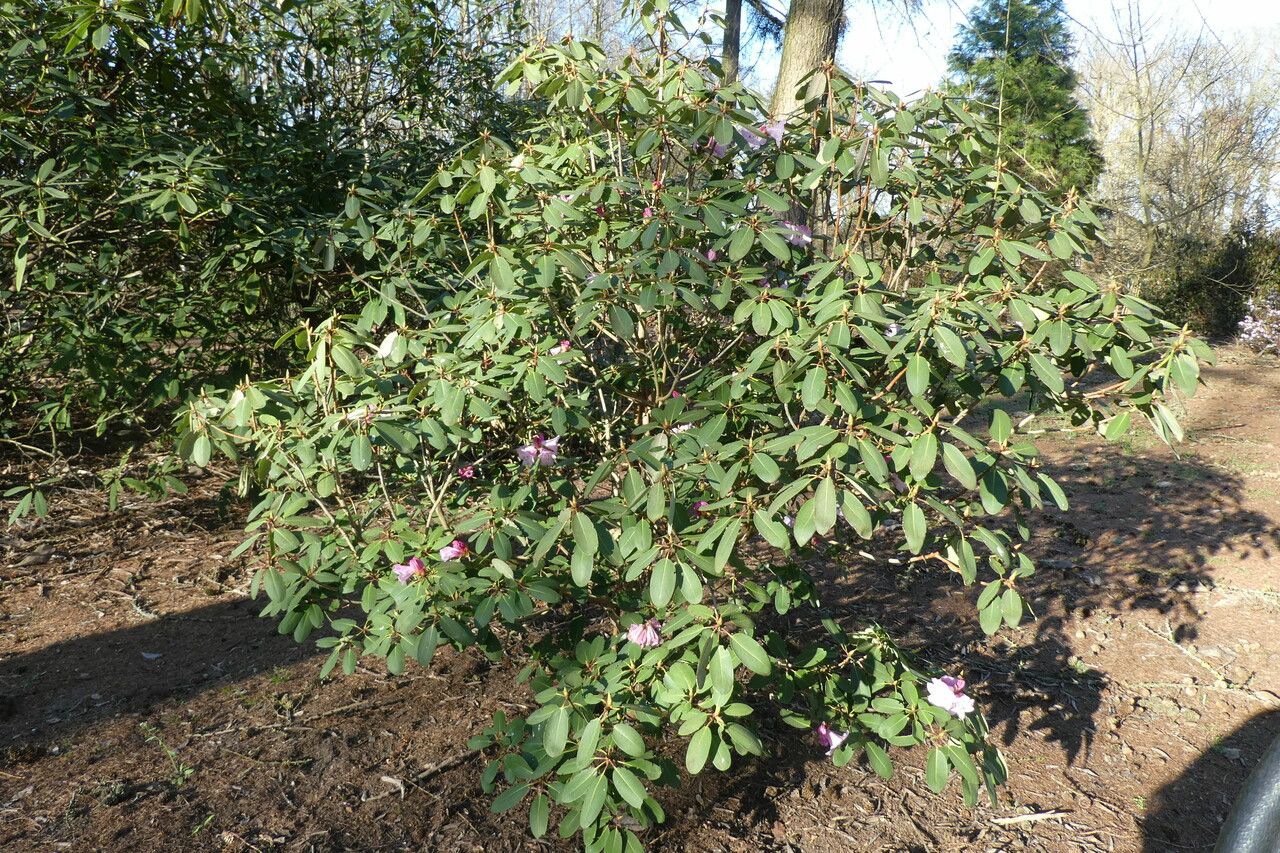 Rhododendron oreodoxa habit