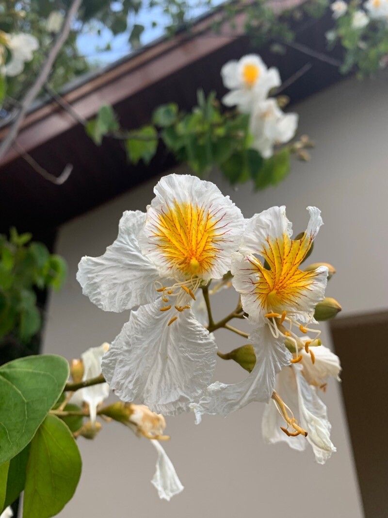 Bauhinia uruguayensis flower