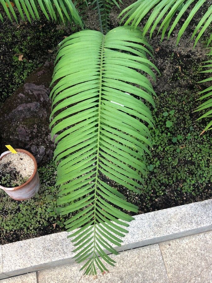 Encephalartos villosus leaf