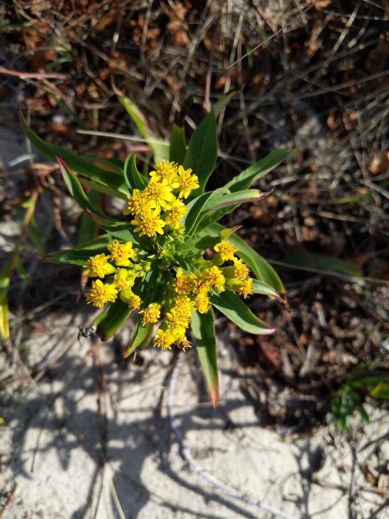 Solidago sempervirens flower