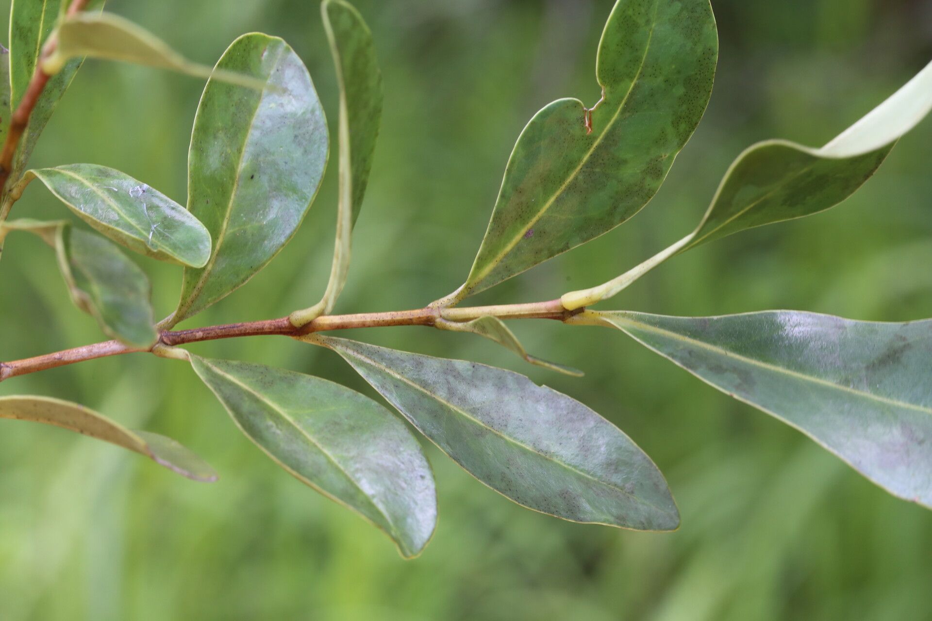 Memecylon flavovirens leaf