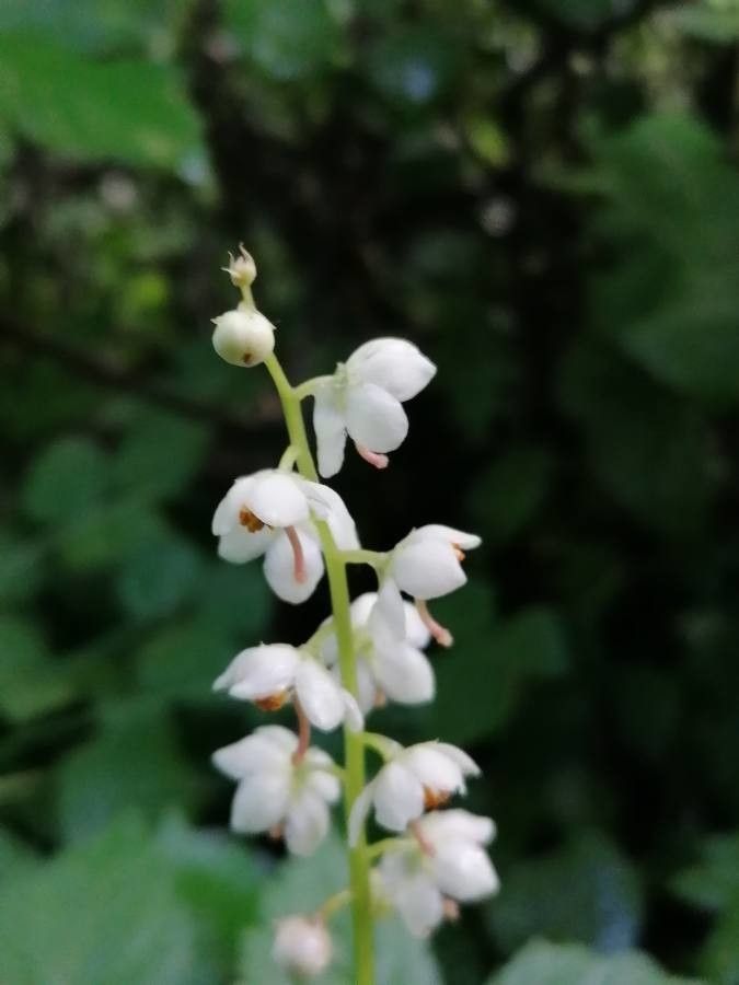 Pyrola rotundifolia flower