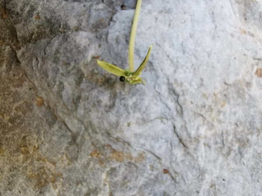 Viola palustris fruit