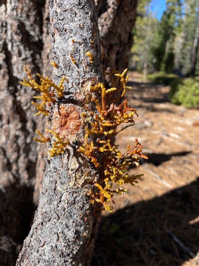 Arceuthobium campylopodum bark