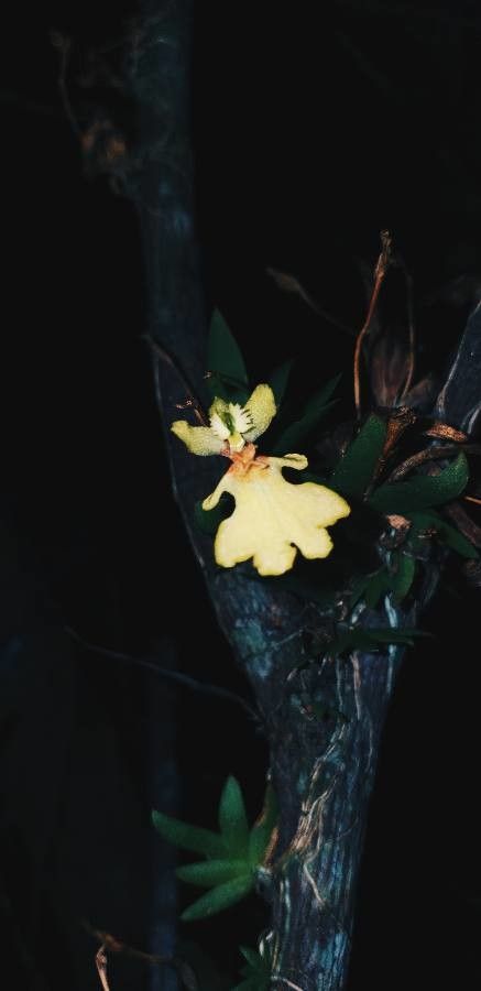 Erycina glossomystax — related species from the same genus