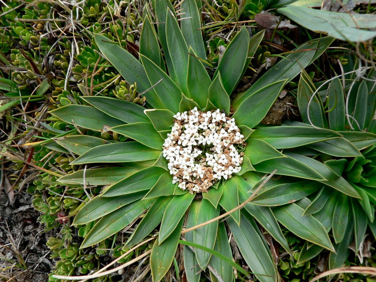 Phyllactis rigida flower