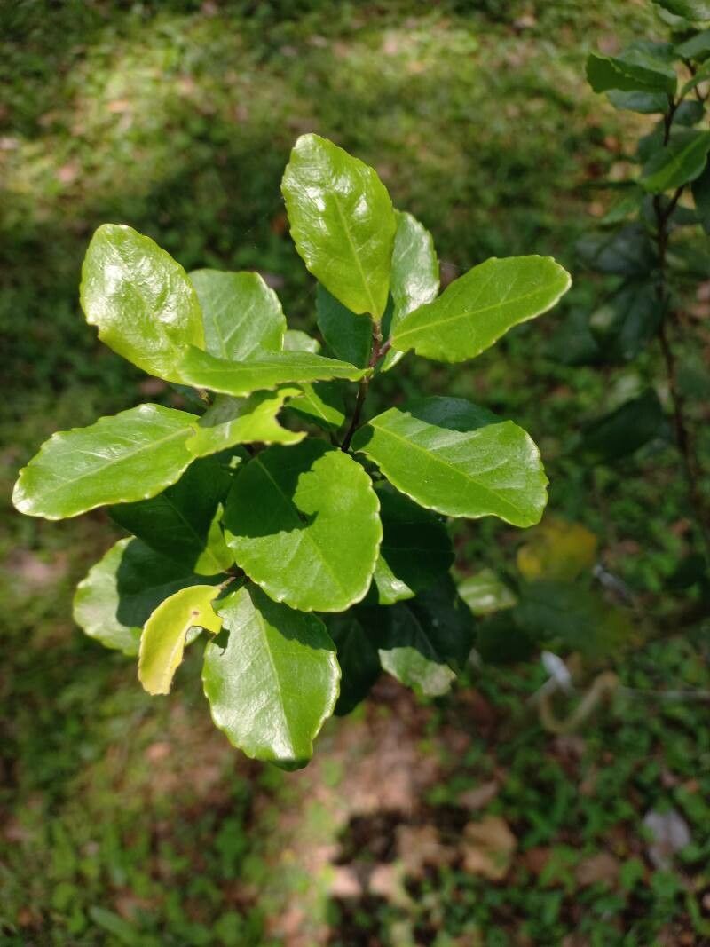 Ilex socorroensis — search result for 'Ilex'