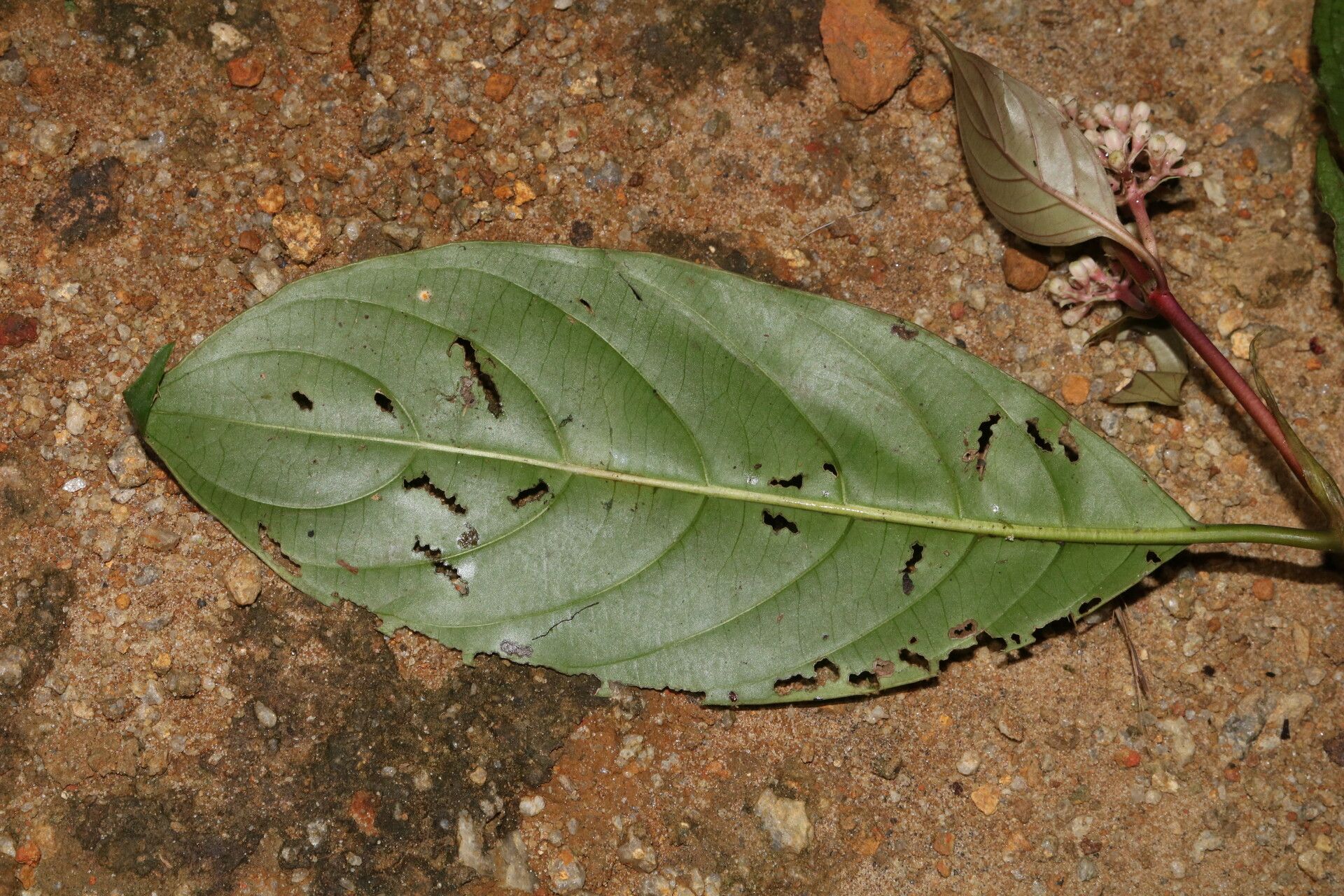 Gaertnera letouzeyi — houseplant care guide