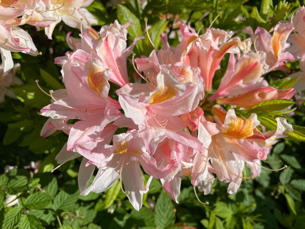 Rhododendron occidentale flower