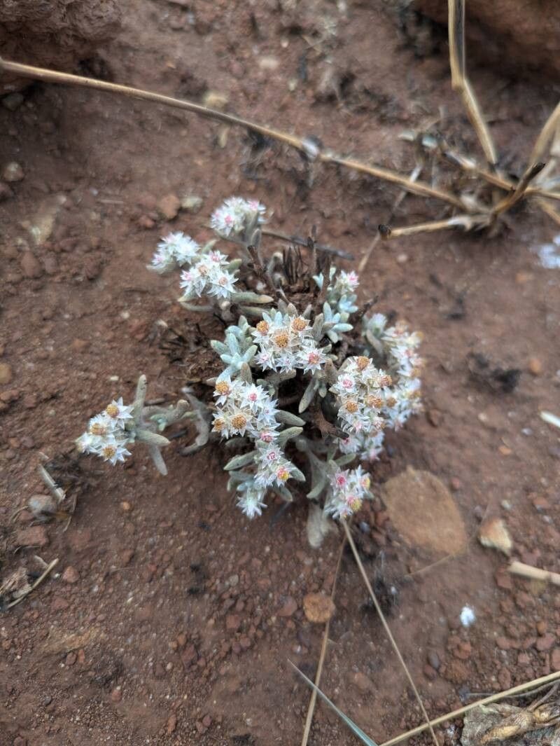 Helichrysum serpentinicola — search result for 'Helichrysum'