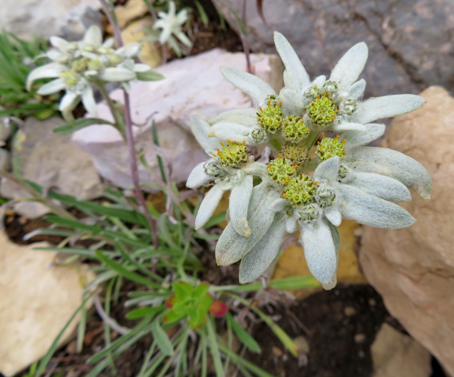 Filago congesta flower