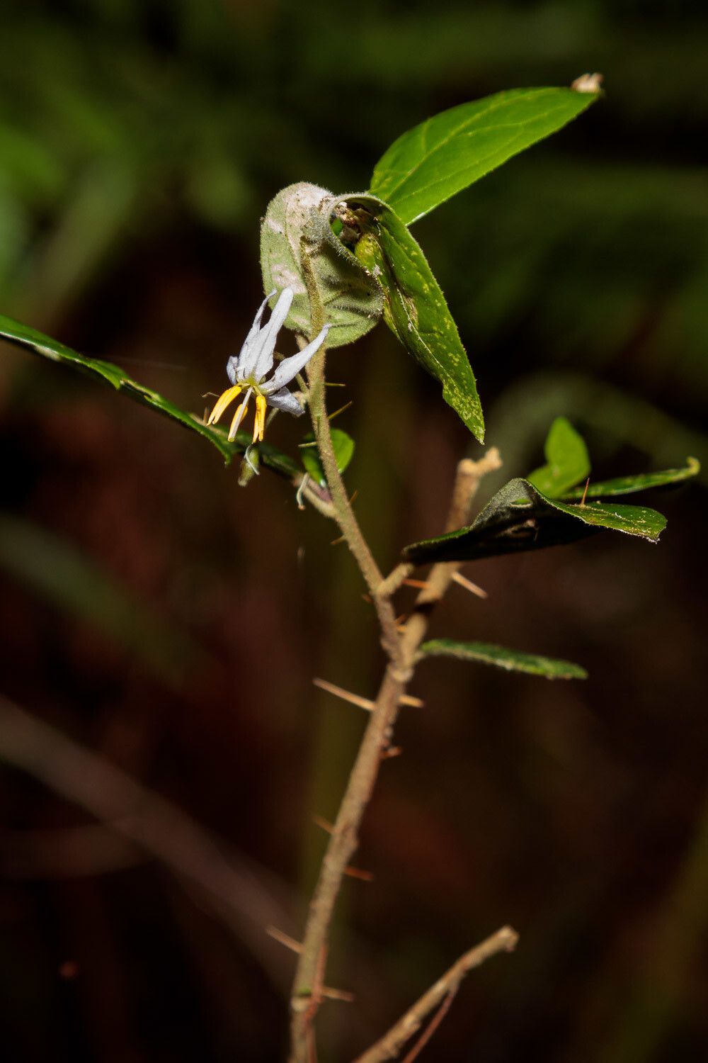 Solanum shirleyanum flower