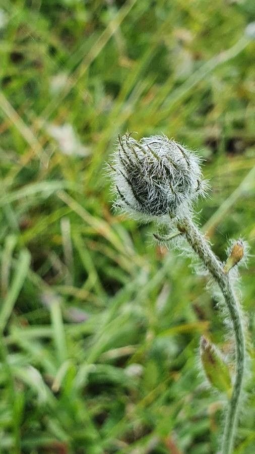 Hieracium villosum fruit