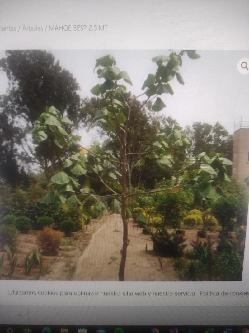 Heliocarpus popayanensis leaf