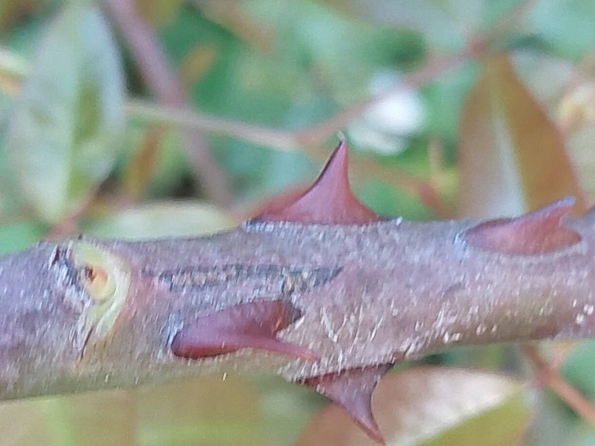 Rosa clinophylla bark