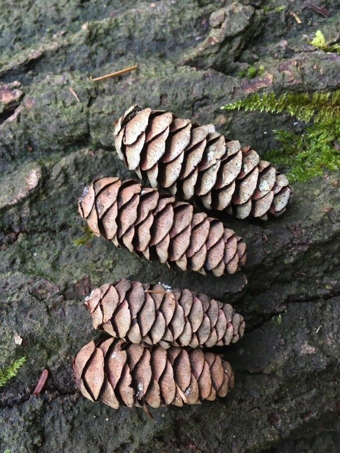 Tsuga mertensiana fruit