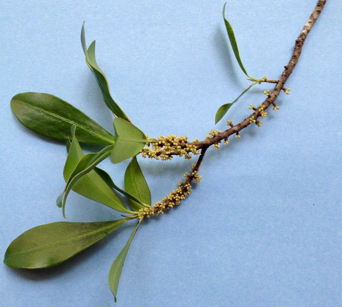 Myrsine acrantha flower