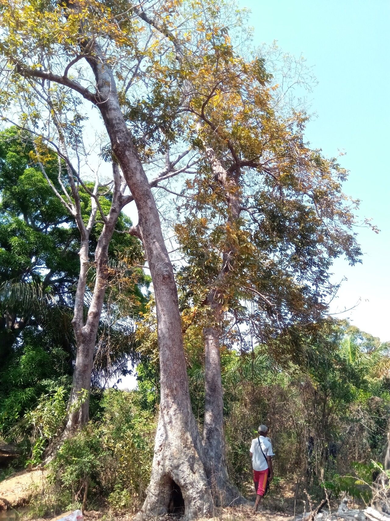 Canarium multiflorum habit