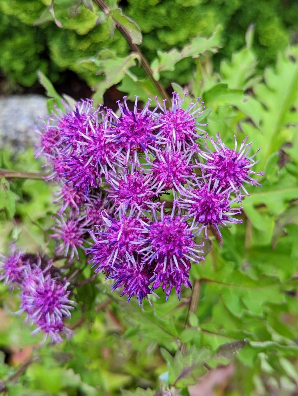 Saussurea pulchella flower