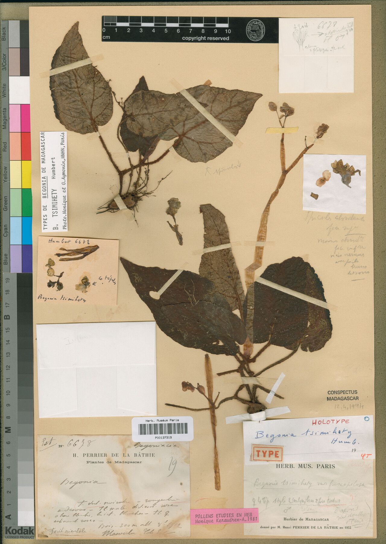 Begonia tsimihety — houseplant care guide