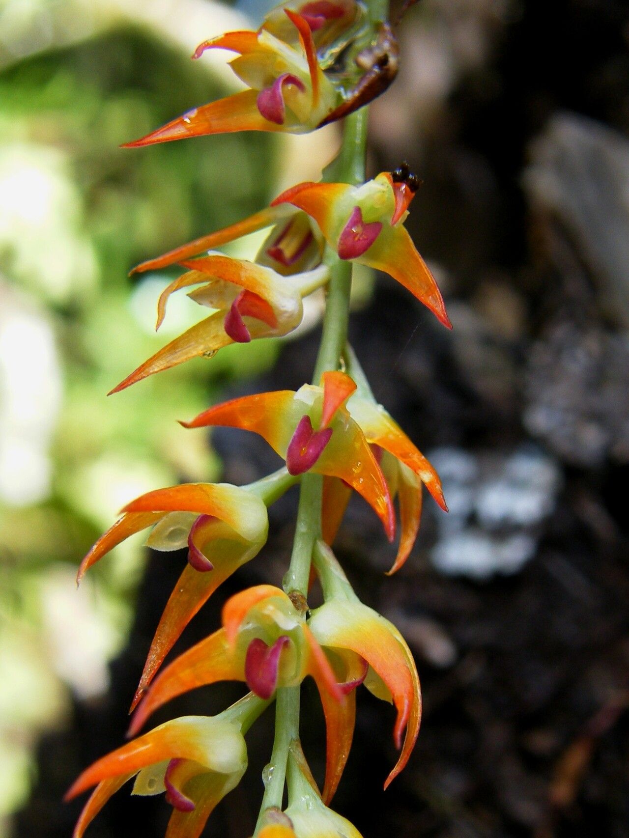 Bulbophyllum calvum flower
