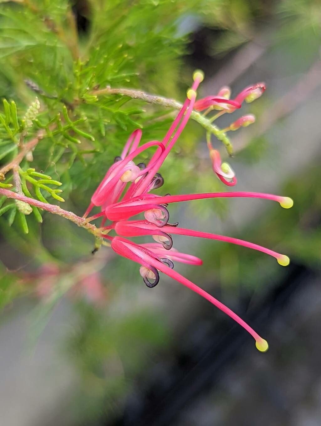 Grevillea thelemanniana flower