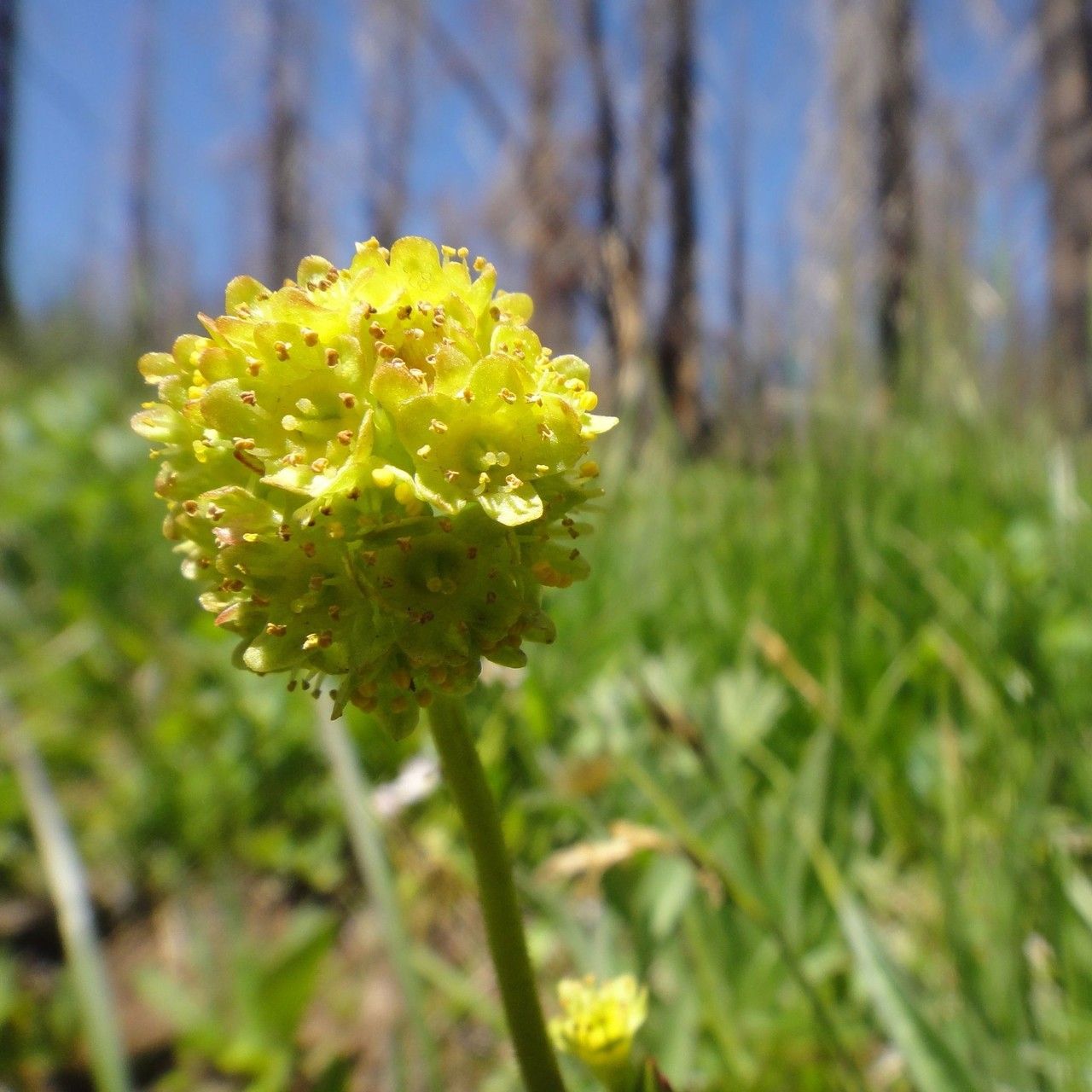 Micranthes apetala — related species from the same genus