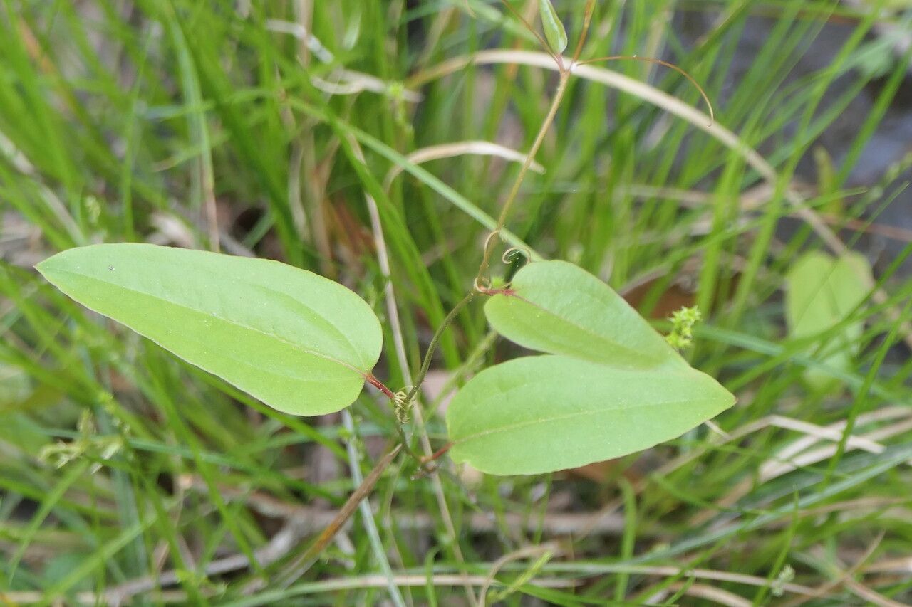 Smilax walteri habit