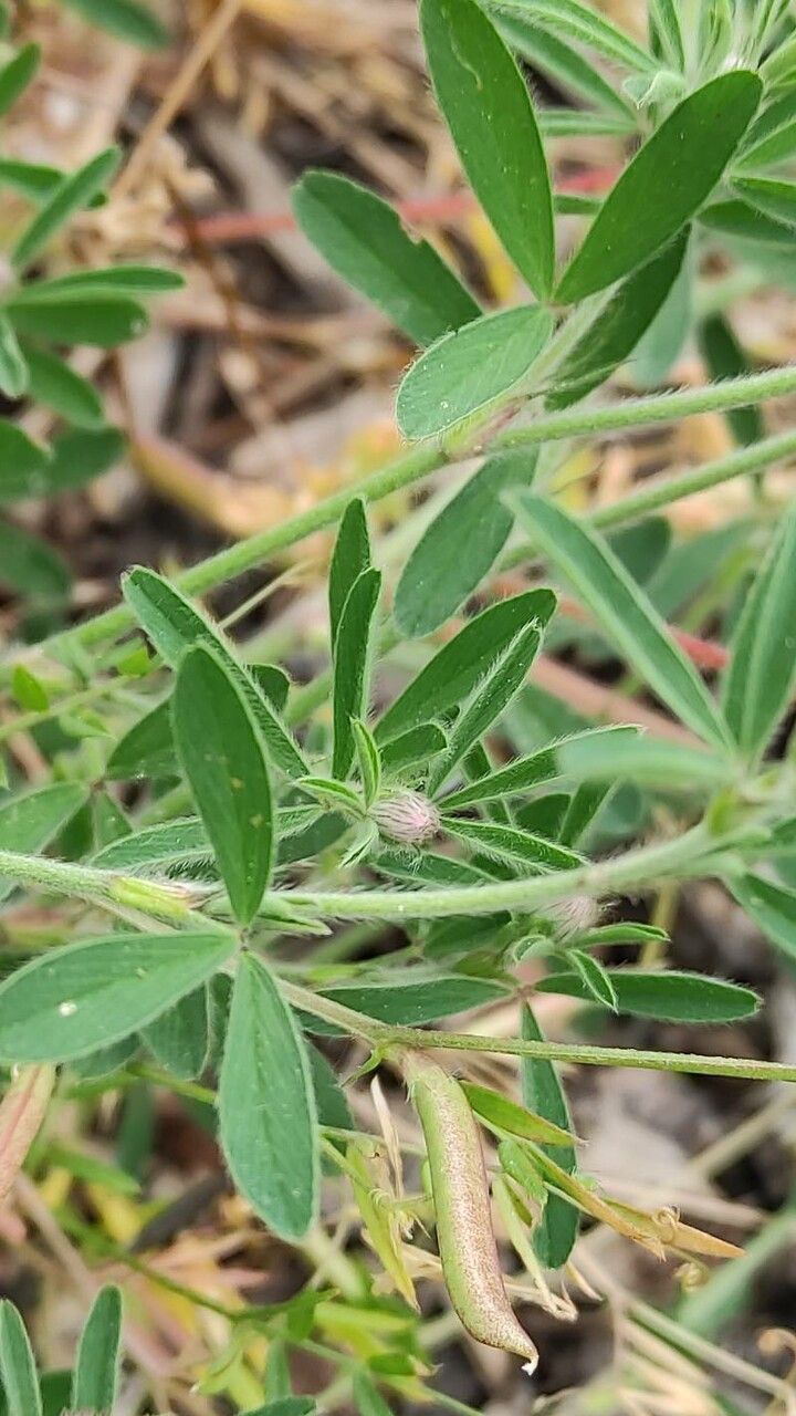 Trifolium arvense leaf