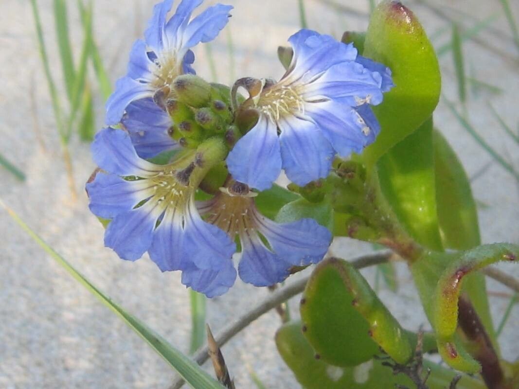 Scaevola calendulacea flower