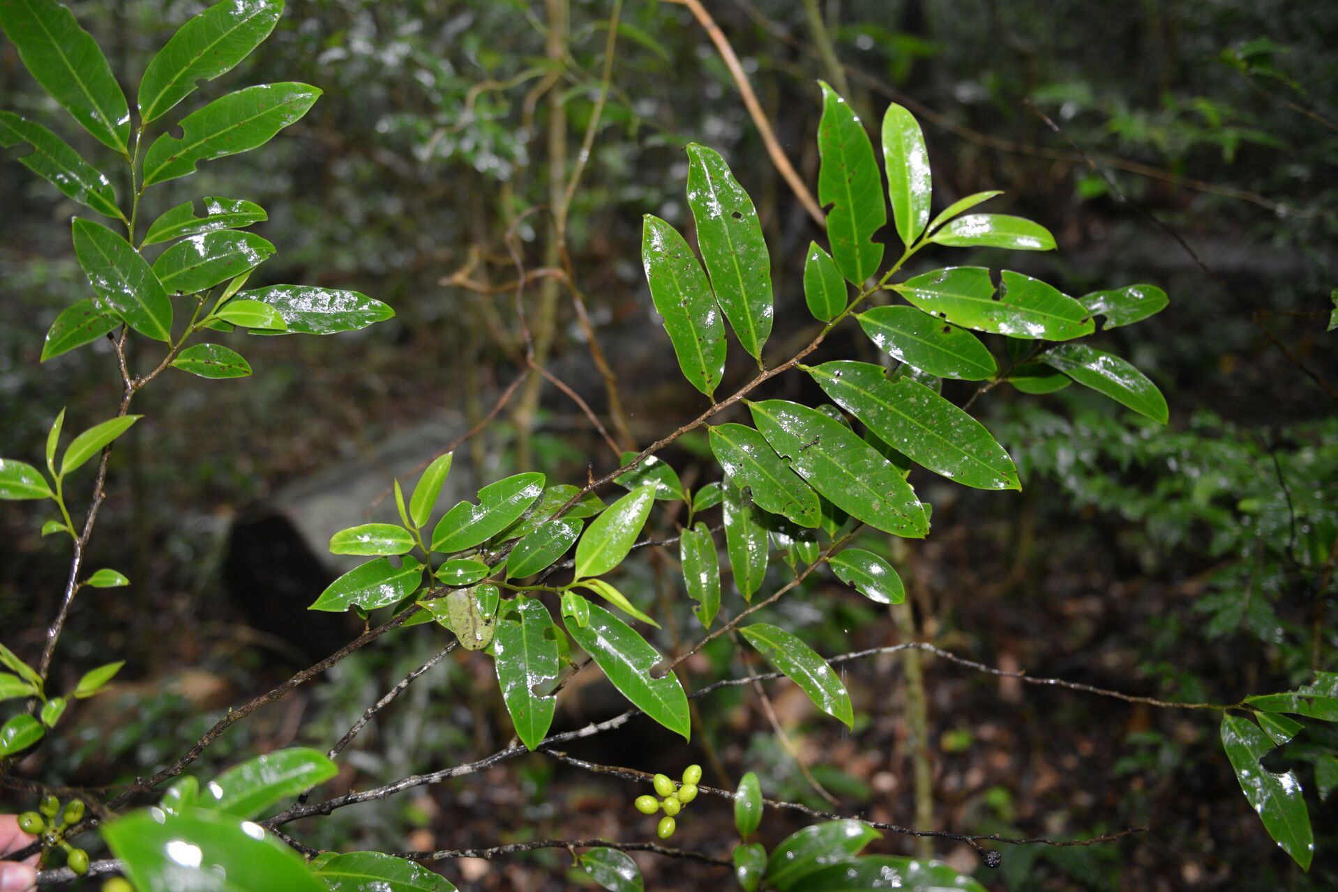 Guatteria verrucosa habit