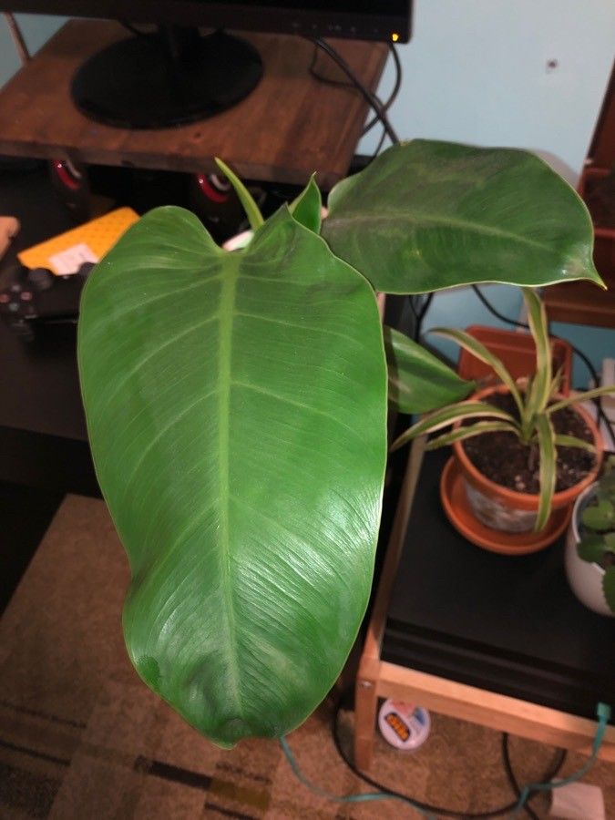 Philodendron davidsonii leaf