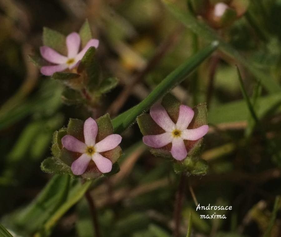 Androsace maxima flower