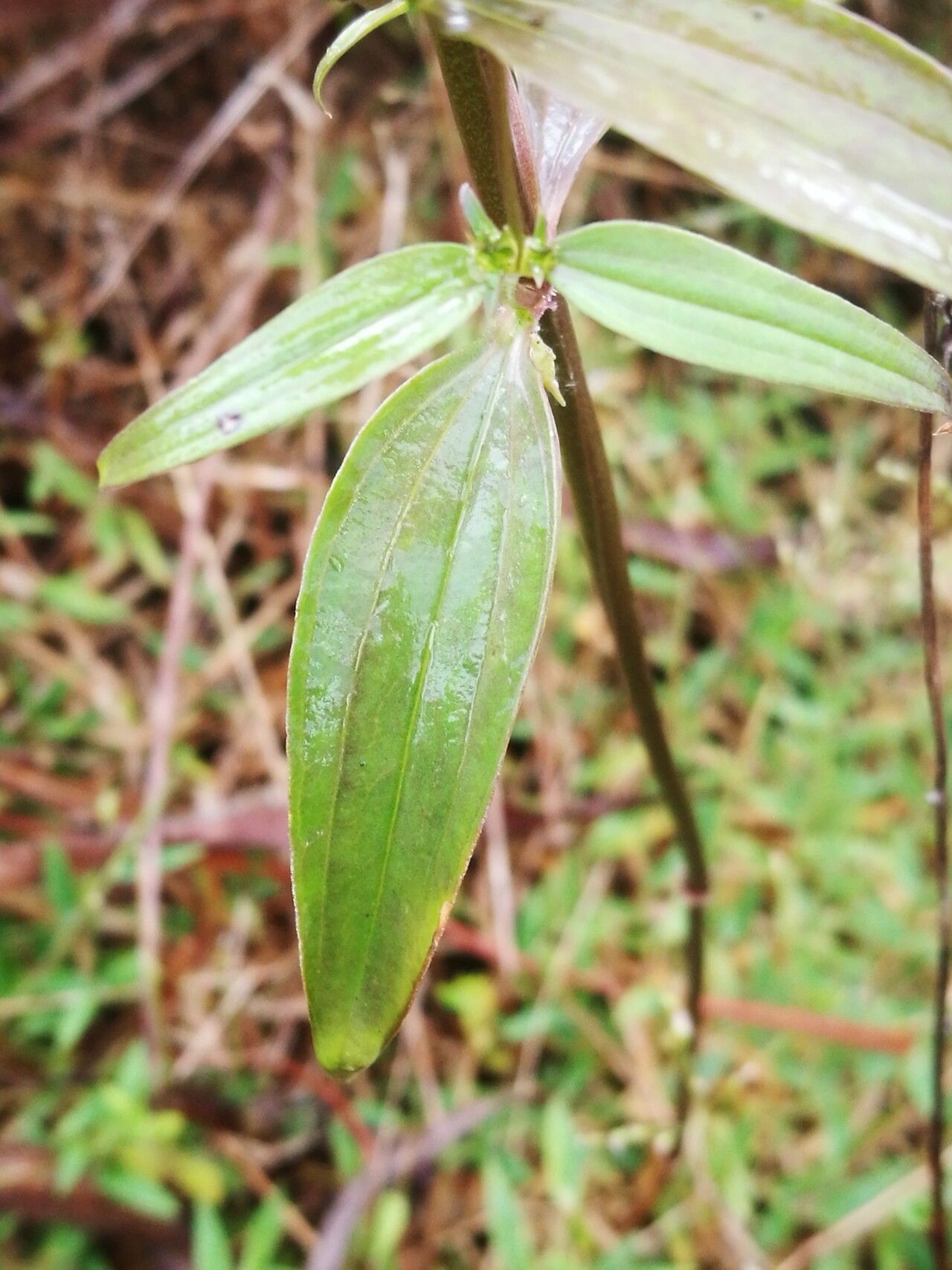 Exacum quinquenervium — houseplant care guide